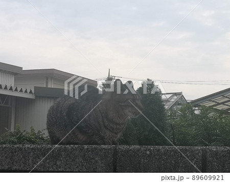 ブロック塀の上で佇む猫 89609921