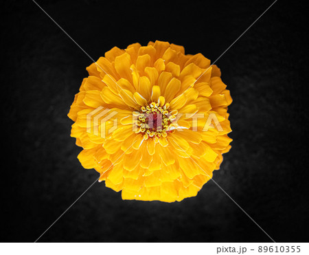 Delicate flower on black background. Close up. Delicate flower on black background. Close up. 89610355