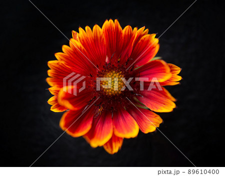 Delicate flower on a black background. Close up. Delicate flower on a black background. Close up. 89610400