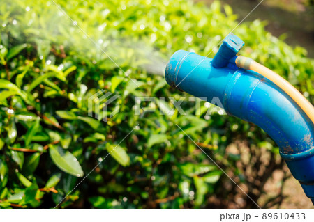 Farmer spraying bush with manual pesticide sprayer against insects on tea trees in India Kerala Munnar plantations Farmer spraying bush with manual pesticide sprayer against insects on tea trees in India Kerala Munnar plantations 89610433