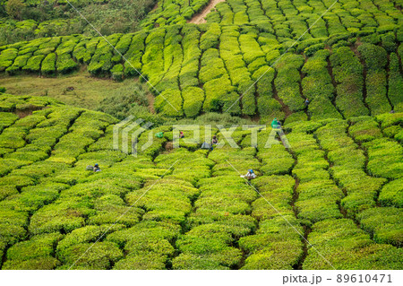 big and sun green plantation of tea in India . 89610471
