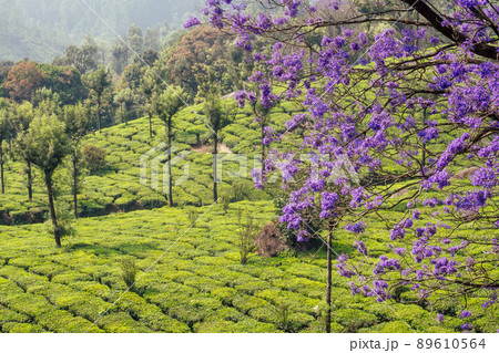 indian tea plantations and leafs in India Kerala Munnar indian tea plantations and leafs in India Kerala Munnar 89610564