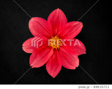 Delicate flower on black background. Closeup. Delicate flower on black background. Closeup. 89610721