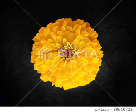 Top view of a flower on black background. Closeup. 89610728