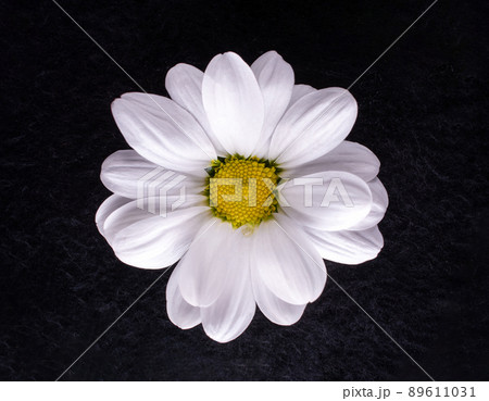 One flower on a black background. Studio shot. 89611031