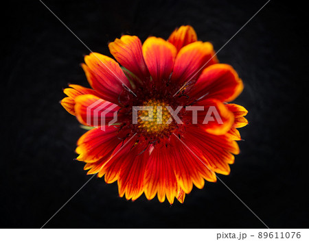 Delicate flower on black background. Selective focus. 89611076