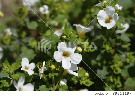Ornamental bacopa 89611197