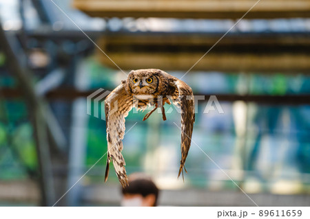 松江フォーゲルパーク フクロウショー 松江フォーゲルパーク フクロウショー 89611659