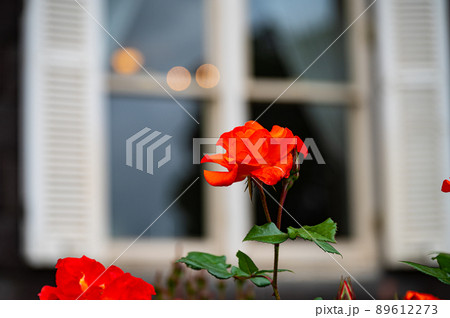 窓のバラ 窓のバラ 89612273