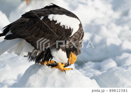 流氷上で獲得した獲物を貪り食らうオオワシ 89612381