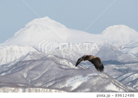 羅臼岳とオジロワシ 89612486