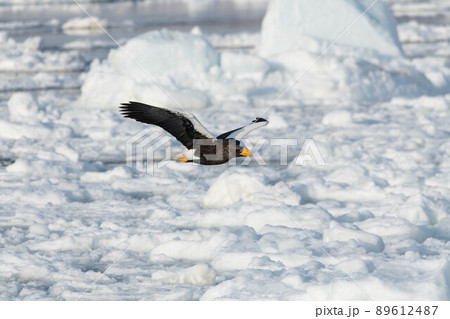 流氷帯を飛翔するオオワシ 89612487