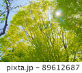 春の日差しと新緑の樹々 89612687