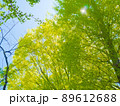 春の日差しに新緑の樹々 89612688
