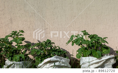 Potatoes growing in a bag. Potatoes growing in a bag. 89612720