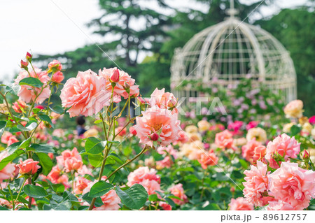 鶴舞公園、満開のバラ〈愛知県名古屋市〉 鶴舞公園、満開のバラ〈愛知県名古屋市〉 89612757