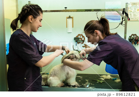 Two young girls hairdressers are cutting a Shih Tzu dog on a table in the salon. Animal care. Small business 89612821