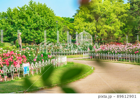 鶴舞公園、満開のバラ〈愛知県名古屋市〉 鶴舞公園、満開のバラ〈愛知県名古屋市〉 89612901