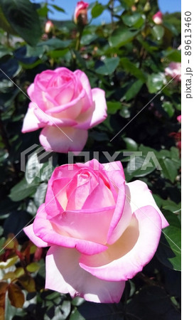 ピンクと白のグラデーションバラの写真素材 [89613460] - PIXTA