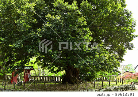 群馬県富岡市 上野国一之宮貫前神社内の巨木のスジダイ 群馬県富岡市 上野国一之宮貫前神社内の巨木のスジダイ 89613591