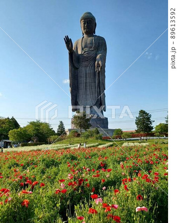 春の牛久大仏 89613592