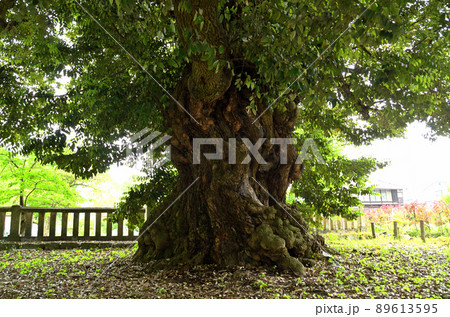 群馬県富岡市 上野国一之宮貫前神社内の巨木のスジダイ 89613595