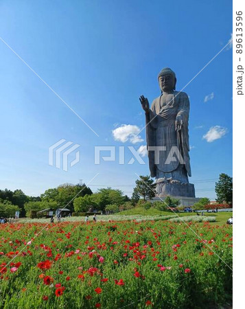 春の牛久大仏 春の牛久大仏 89613596