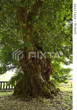 群馬県富岡市 上野国一之宮貫前神社内の巨木のスジダイ 群馬県富岡市 上野国一之宮貫前神社内の巨木のスジダイ 89613599