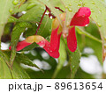 雨上がりの赤い翼果（雨滴のついたモミジの種と葉っぱ） 89613654