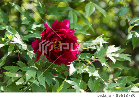 埼玉県所沢市　多聞院毘沙門堂nの牡丹の花 89613730