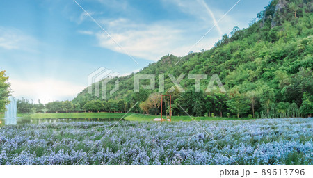Purple flower meadow field with mountain range in the background. Purple flower meadow field with mountain range in the background. 89613796