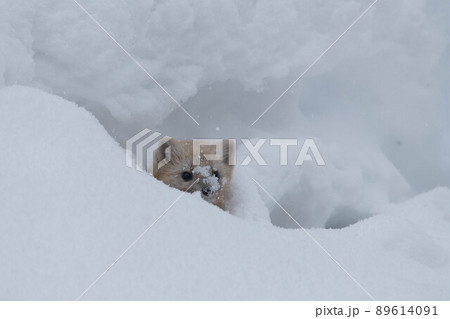雪穴から顔を出すエゾクロテン 雪穴から顔を出すエゾクロテン 89614091