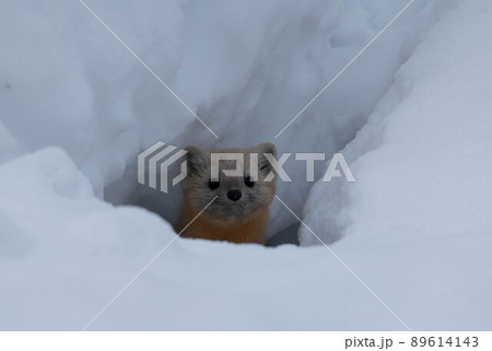雪穴から顔を出すエゾクロテン 89614143