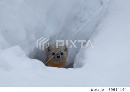 雪穴から顔を出すエゾクロテン 89614144