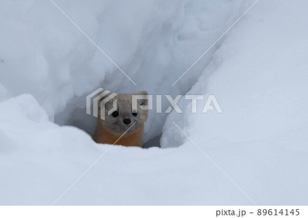 雪穴から顔を出すエゾクロテン 雪穴から顔を出すエゾクロテン 89614145