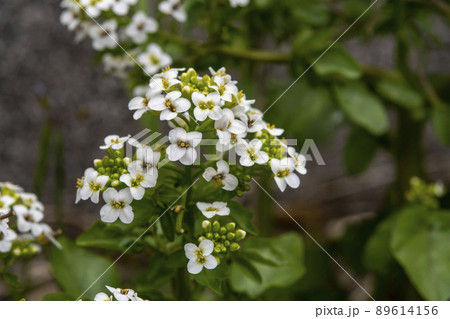 オランダガラシの花 89614156