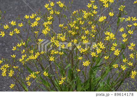 ニガナの黄色い花 ニガナの黄色い花 89614178