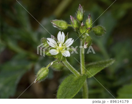 ミミナグサの花 89614179