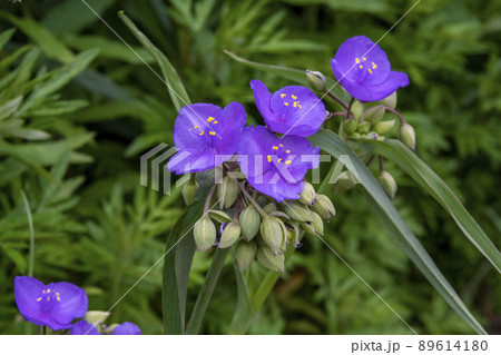 ムラサキツユクサの花 89614180