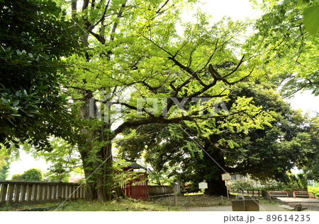 群馬県富岡市 上野国一之宮貫前神社内の巨木の大銀杏 89614235