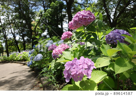 木曾三川公園の雨上がりのアジサイ 木曾三川公園の雨上がりのアジサイ 89614587