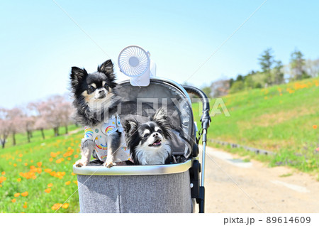 小型扇風機を付けた犬用カートに乗ってチワワの散歩 暑さ対策の写真素材 [89614609] - PIXTA