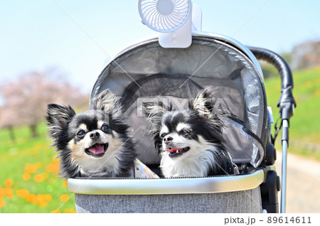 小型扇風機を付けた犬用カートに乗ってチワワの散歩　暑さ対策 89614611