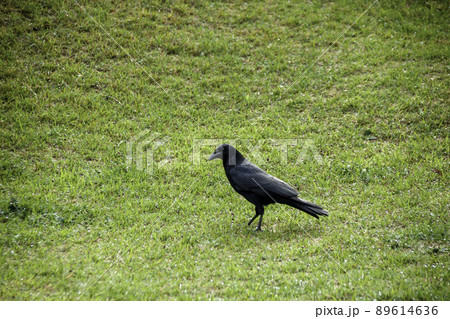 芝生を歩くカラス 芝生を歩くカラス 89614636