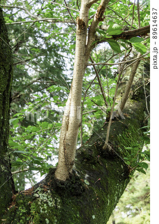 サクラの新枝 サクラの新枝 89614637