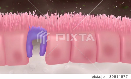 Intestinal villi with bacteria and viruses. 89614677