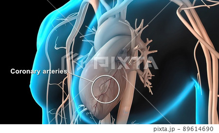 Anatomy of the Coronary Arteries Anatomy of the Coronary Arteries 89614690