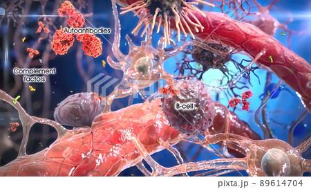 T helper cells interact on the surface of immune cells 89614704
