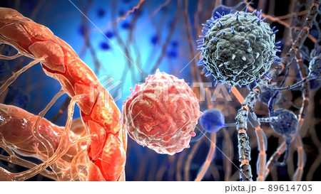 T helper cells interact on the surface of immune cells 89614705