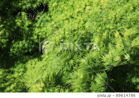 春のもみじ 89614786